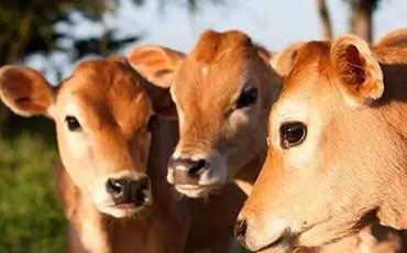 天潤(rùn)新東制冷罐出口印度 實(shí)現(xiàn)南亞乳業(yè)"冷"突破