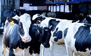 牛奶儲存罐需要帶制冷功能么？