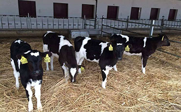 怎樣合理化后備牛存欄量？