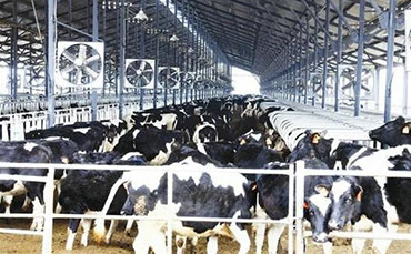 好奶產(chǎn)自好牛！快來看看內(nèi)蒙古呼倫貝爾的三河牛～