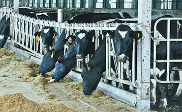 跨越大陸的合作：新東制冷罐與非洲客戶攜手共贏