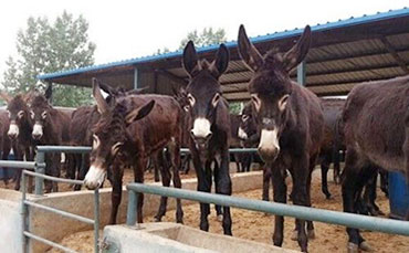 新東機(jī)械豬血冷藏罐，河北任丘豬血加工廠的“保鮮密碼”