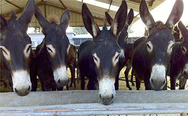 口蹄疫的預(yù)防和治療！僅供參考！