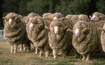 我公司簽下烏茲別克斯坦牛奶制冷罐意向客戶