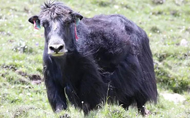 哪里的牛肉最好吃之西南牛肉