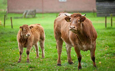流動(dòng)機(jī)械擠奶，移動(dòng)擠奶車讓散養(yǎng)牛擠奶更高效