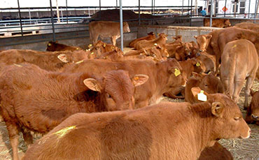 熱烈祝賀！我公司雞湯冷藏罐成功打入美國市場！